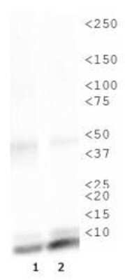 Western Blot: Histone H4 [ac Lys16] AntibodyBSA Free [NB21-2077]
